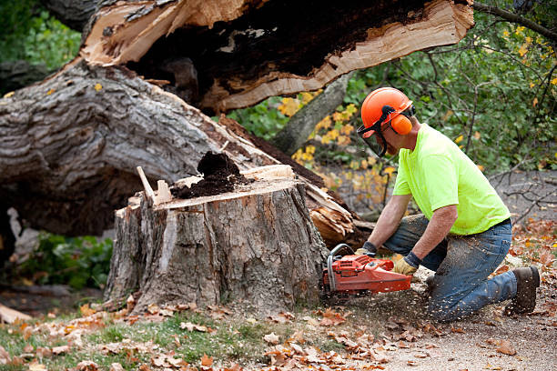 Best Utility Line Clearance  in Green Cove Springs, FL