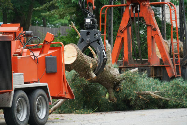 Best Hedge Trimming  in Green Cove Springs, FL